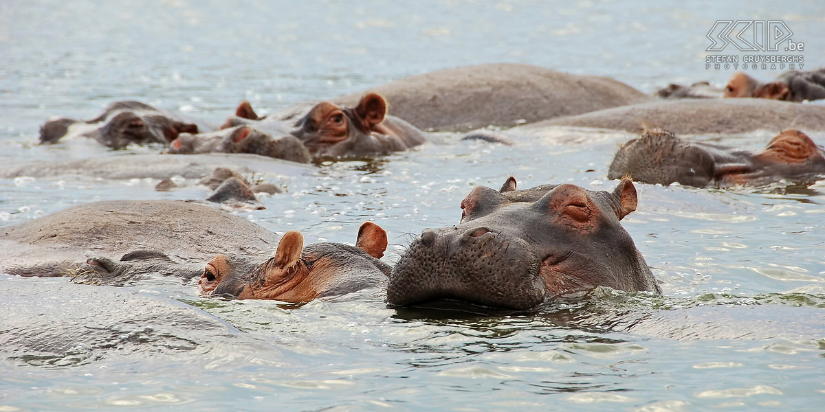 Queen Elizabeth - Nijlpaarden Een groep nijlpaarden. Stefan Cruysberghs